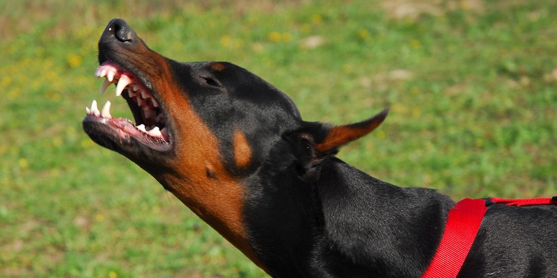 napoli dog bite liability blog