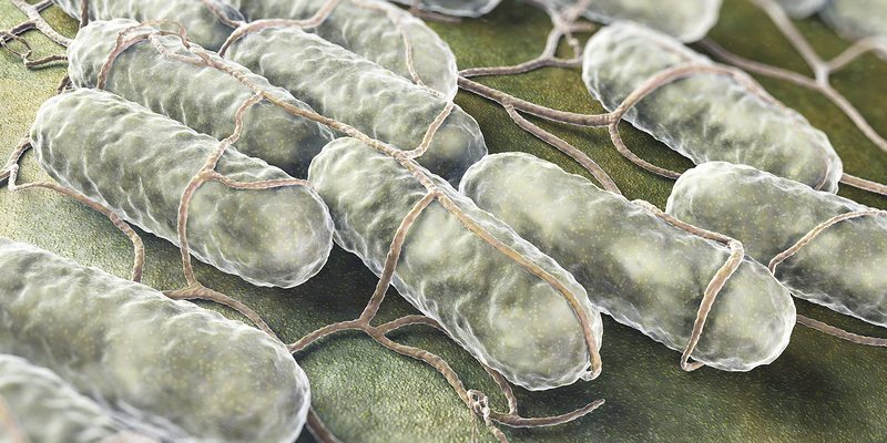 napoli food poisoning blog